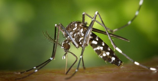 mosquito dengue