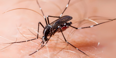 mosquito