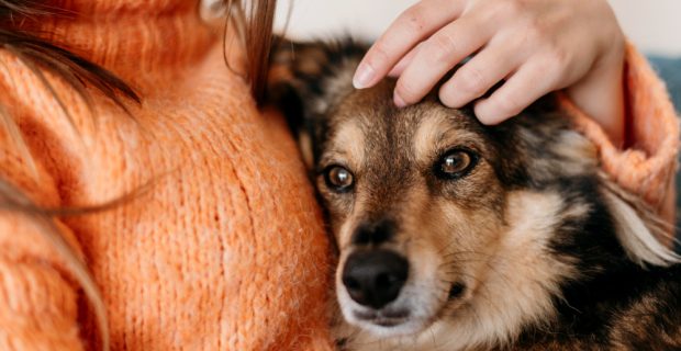 Cinco motivos para adotar um pet adulto