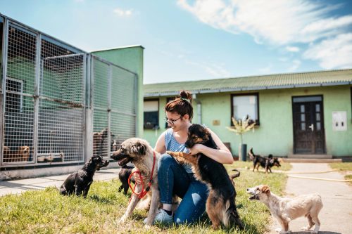 Procura pela adoção de cães cresce nos EUA após estreia de filme Superman
