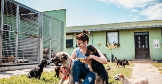 Procura pela adoção de cães cresce nos EUA após estreia de filme Superman