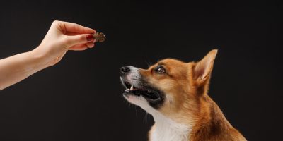 Hiperlipidemia em cães e gatos: um problema cada vez mais comum