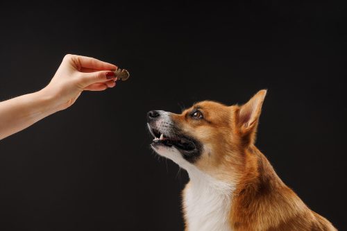 Hiperlipidemia em cães e gatos: um problema cada vez mais comum