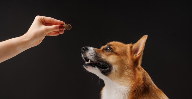 Hiperlipidemia em cães e gatos: um problema cada vez mais comum