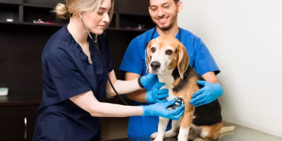 Como contratar veterinários com segurança técnica e evitar rotatividade