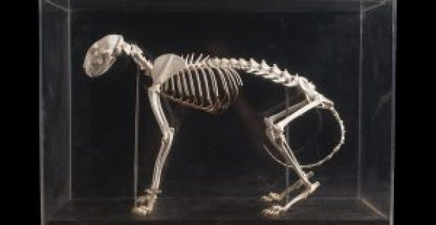 museu