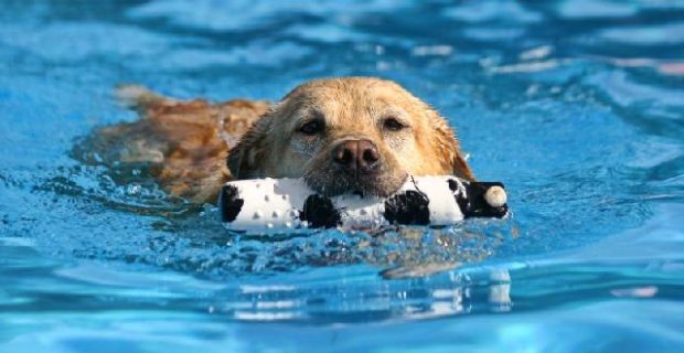 natacao-para-cachorro-1571684378