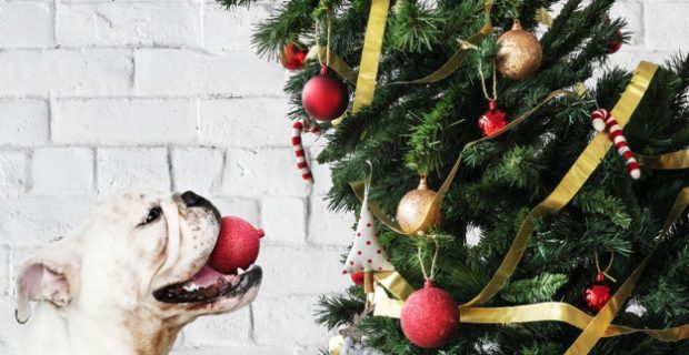 Adorable Bulldog puppy standing next to a Christmas tree