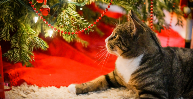 gato no natal