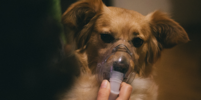 nebulização pet