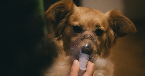 nebulização pet