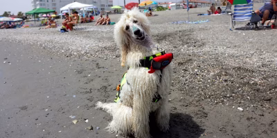 cão Nilo na praia