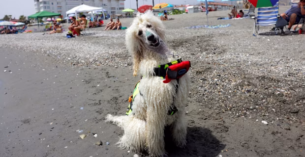 cão Nilo na praia