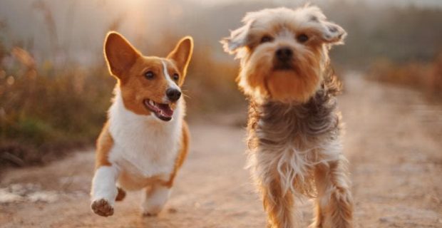 nomes-cachorros-2019_0