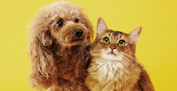 cães e gatos