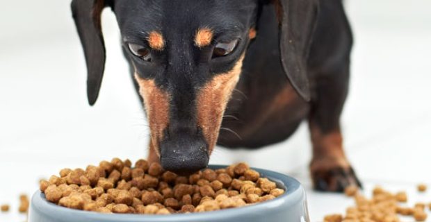 nutricao pets