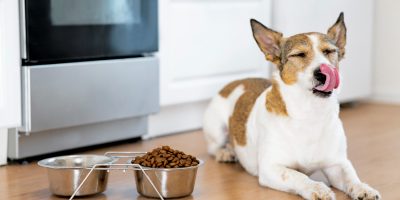 cão comendo