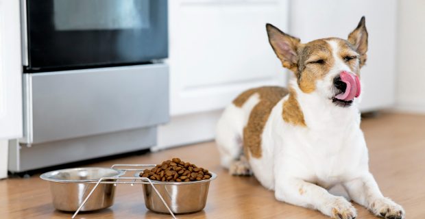 cão comendo