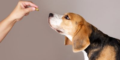 cachorro Beagle cheirando comprimido