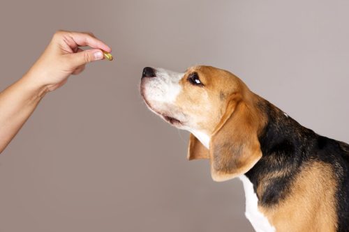 cachorro Beagle cheirando comprimido
