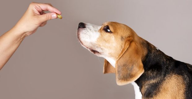 cachorro Beagle cheirando comprimido