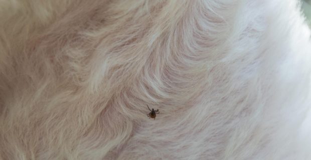 carrapato cães