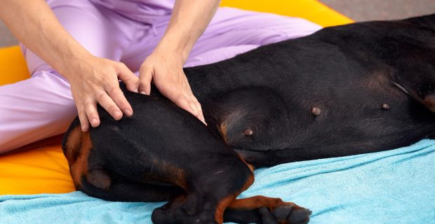 o-fisioterapeuta-do-animal-de-estimacao-faz-a-massagem-para-a-fisioterapia-do-cao-grande-na-clinica-veterinaria