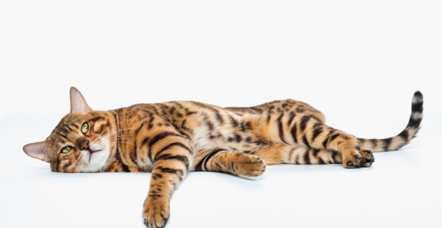 o-gato-de-bengala-dourado-no-espaco-em-branco
