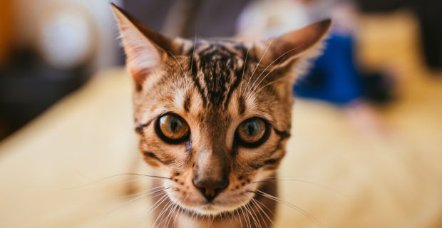 o-gato-de-bengala-vem-a-uma-mulher-enquanto-le-na-cama