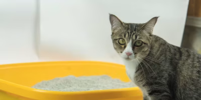 Por que é tão comum que gatos tenham problemas urinários?