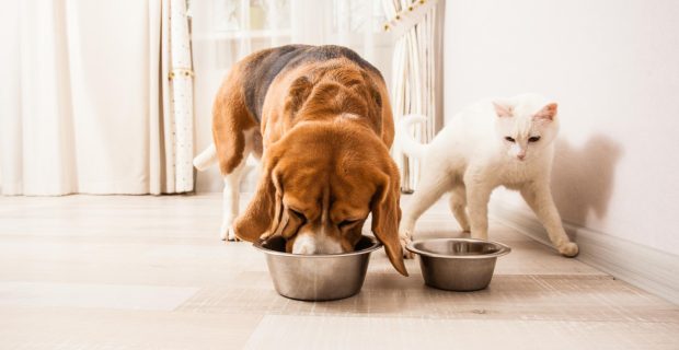 alimentaçao