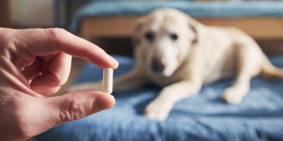 Medicamento desenvolvido na USP busca aliviar a dor em cães com osteoartrite