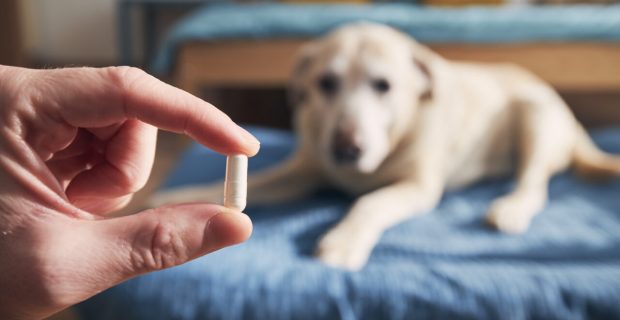 Medicamento desenvolvido na USP busca aliviar a dor em cães com osteoartrite