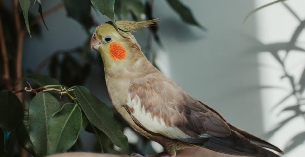 calopsita