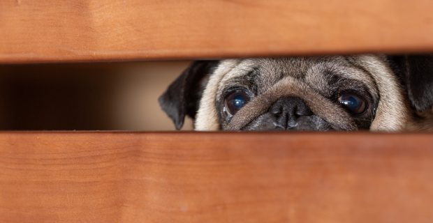 cão com medo