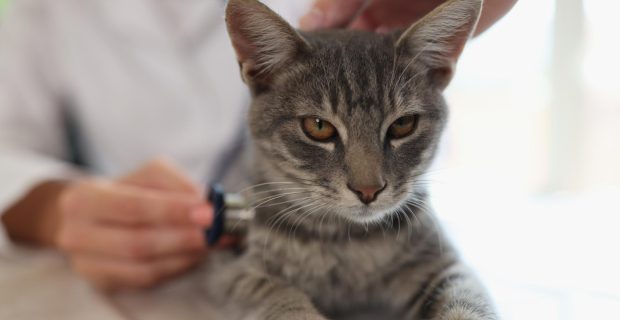 coração gato