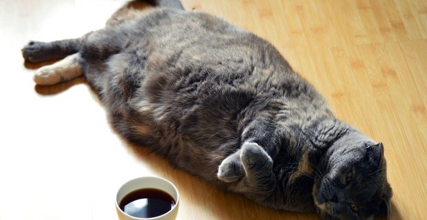 obesidadadegato