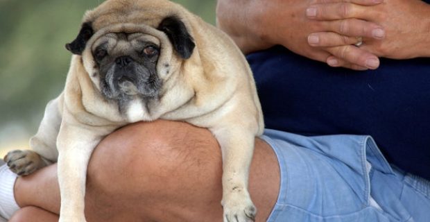 obesidade-em-pets-2-1571246592