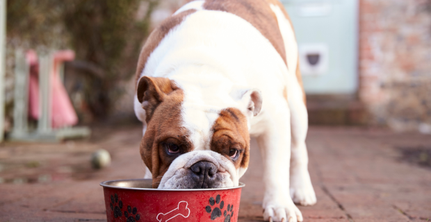 produto Royal Canin