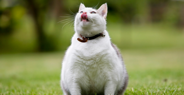 obesidade em pets