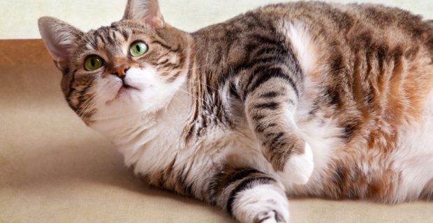 obesogato