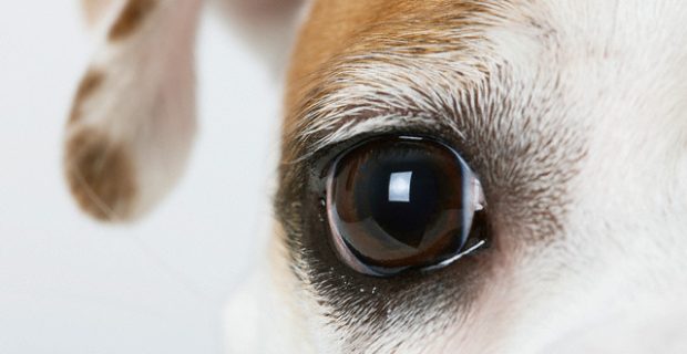 Dog'S Eye --- Image by © Michael Kloth/Corbis