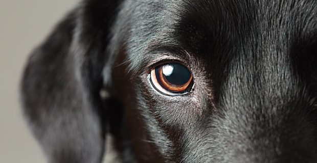 olhos