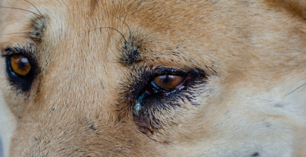 olhos cães