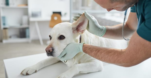 otite em cães