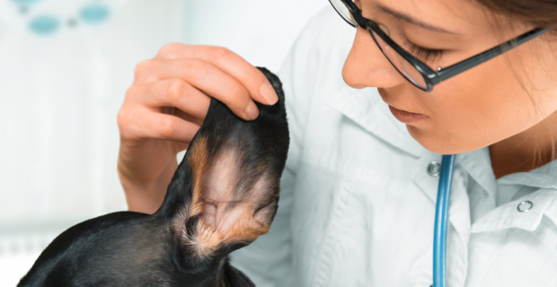 otite externa