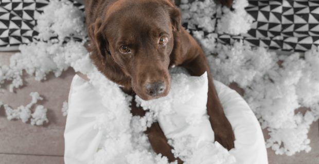 overhead shot of a brown labrador retriever dog that has broken a cushion. The dog has a sad look