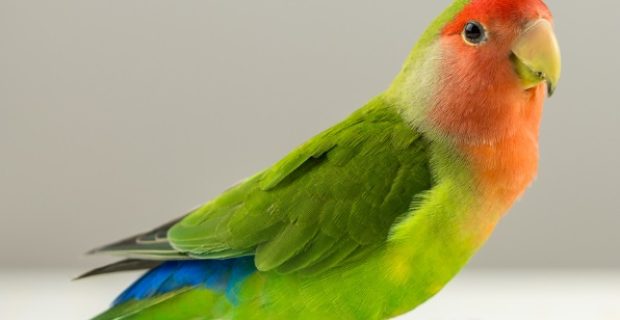 oviposicao