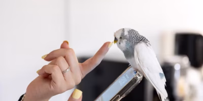 Relatório: geração Z impulsiona crescimento da posse de aves e pequenos animais
