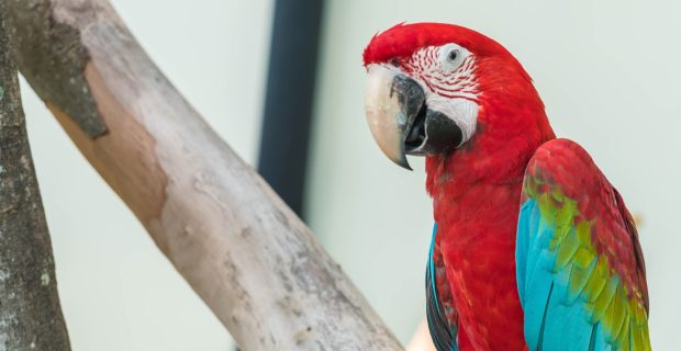 arara